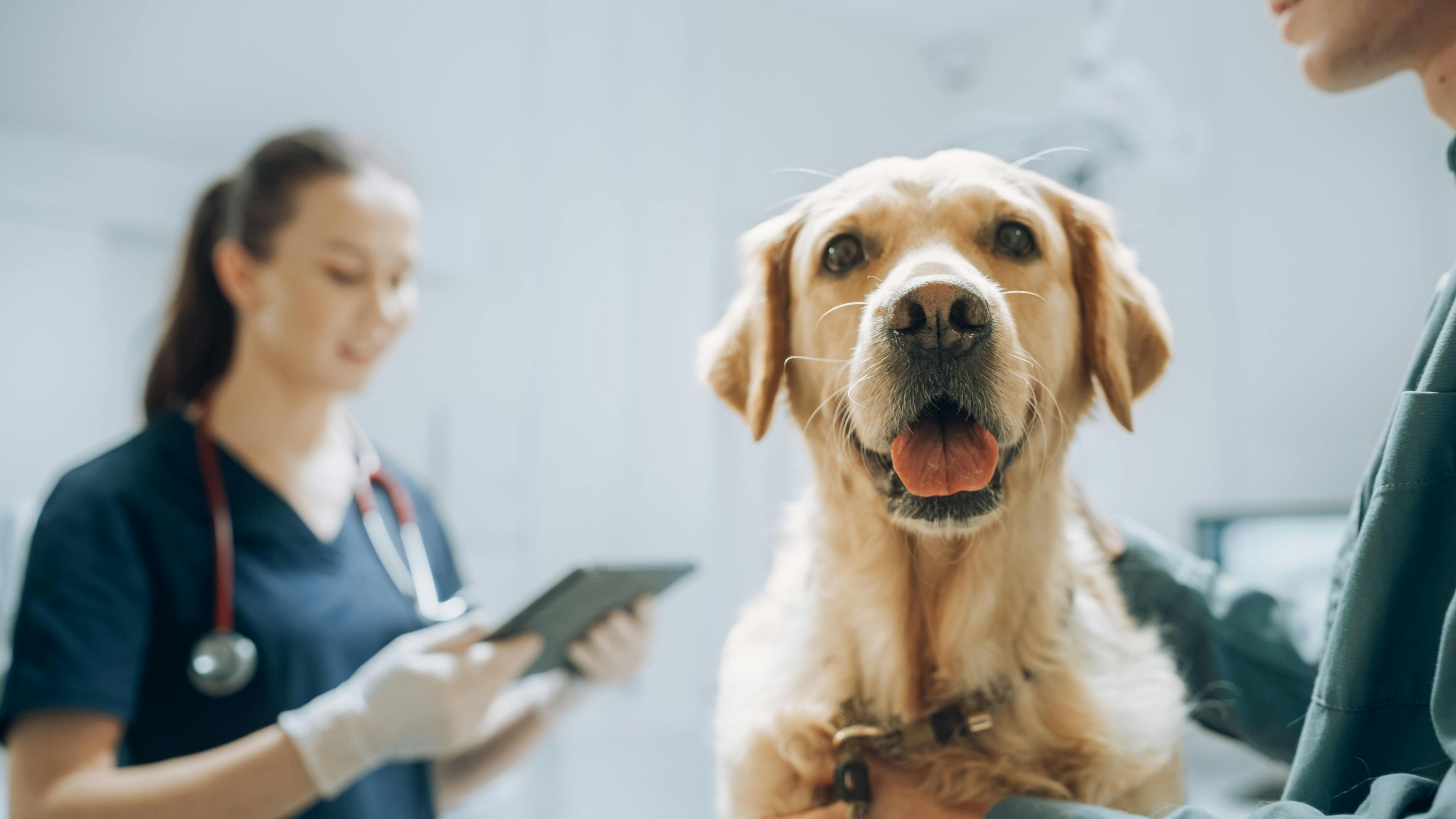 Cancer test launches within US and European veterinary clinics 