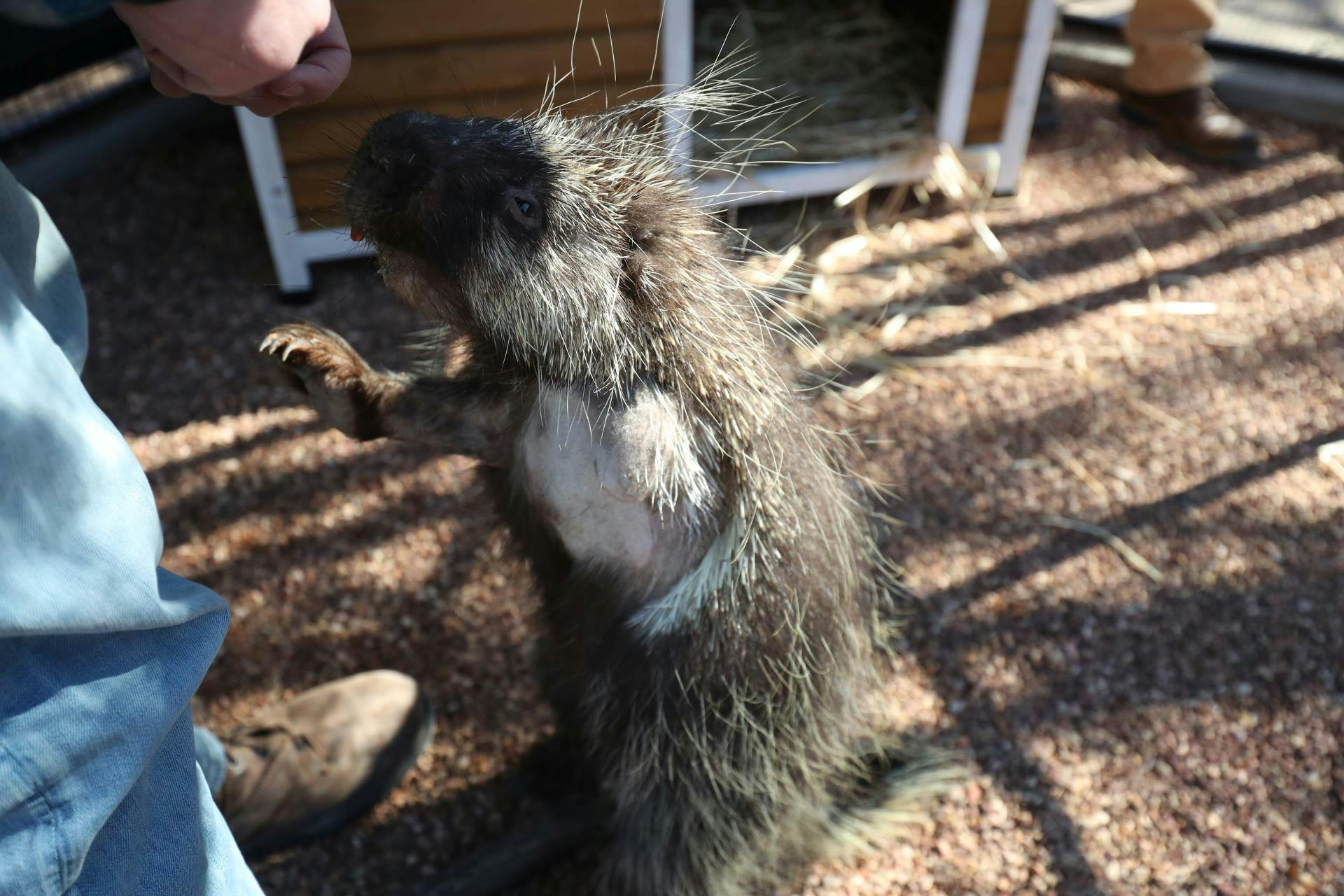 Amarillo Zoo welcomes 3-legged porcupine 