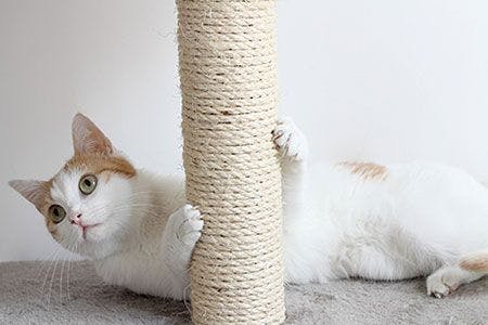 veterinary-cat-claw-tree-scratching-AdobeStock_105113161-450.jpg