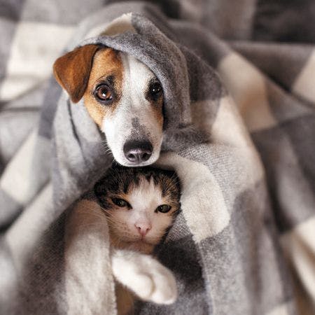 veterinary-dog-and-cat-under-a-plaid-pet-warms-under-a-blanket-in-cold-autumn-weather-450px-shutterstock-726710044.jpg