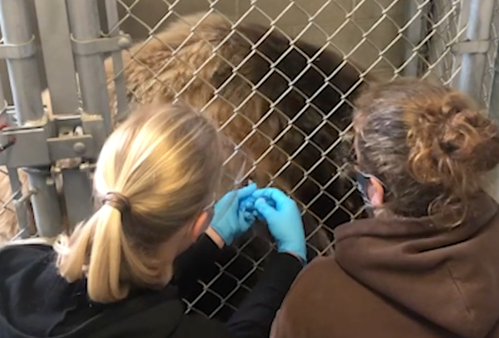 Zoetis donates over 11,000 COVID-19 vaccines to high-risk zoo animals