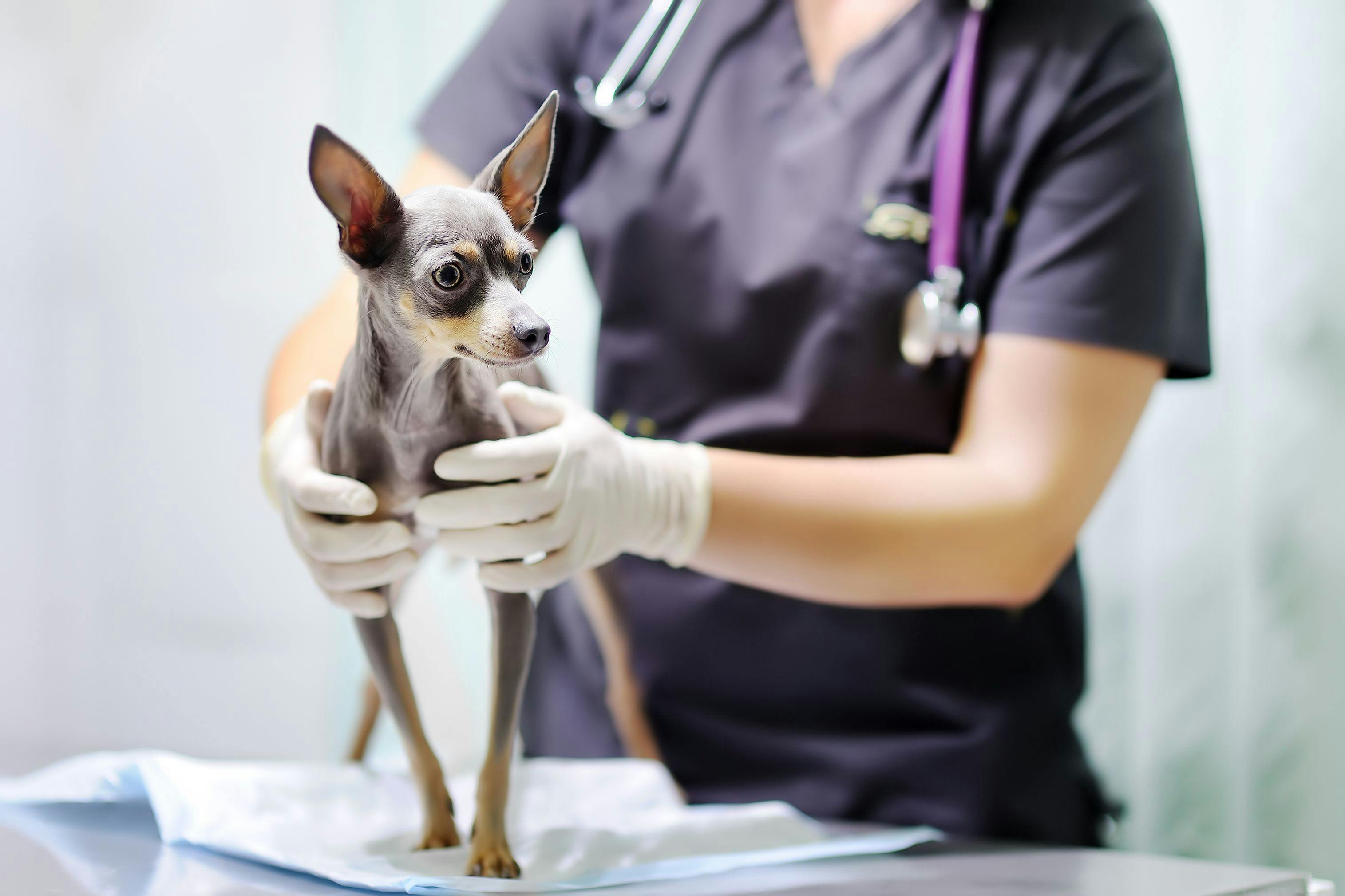 3 Must-reads for National Veterinary Technician Week