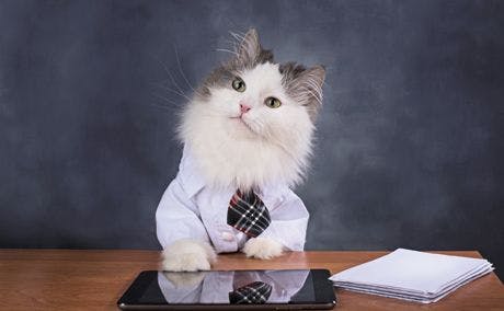 veterinary-cat-manager-misses-the-office-460px-shutterstock-637834072-1.jpg