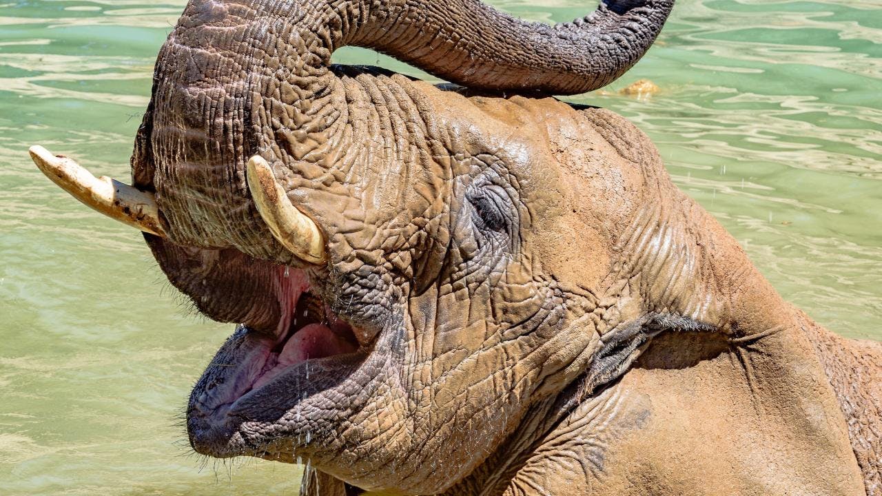 UC Davis School of Veterinary Medicine performs necropsy on Lisa the elephant 