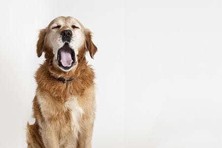 veterinary-dog-burnout-tired-yawn-AdobeStock_40154779-450.jpg