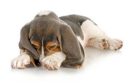 veterinary-dog-cute-puppy-basset-hound-puppy-burying-his-nose-shutterstock-120866848-450px.jpg