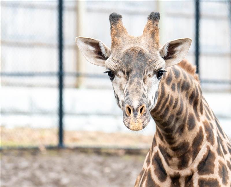 New York zoo giraffe gets caught in enclosure gate and dies 