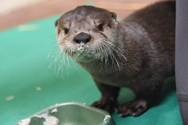 Maryland Zoo rescues stranded otter pup