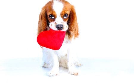 veterinary-dog-with-heart-pillow-shutterstock_571230406-450.jpg
