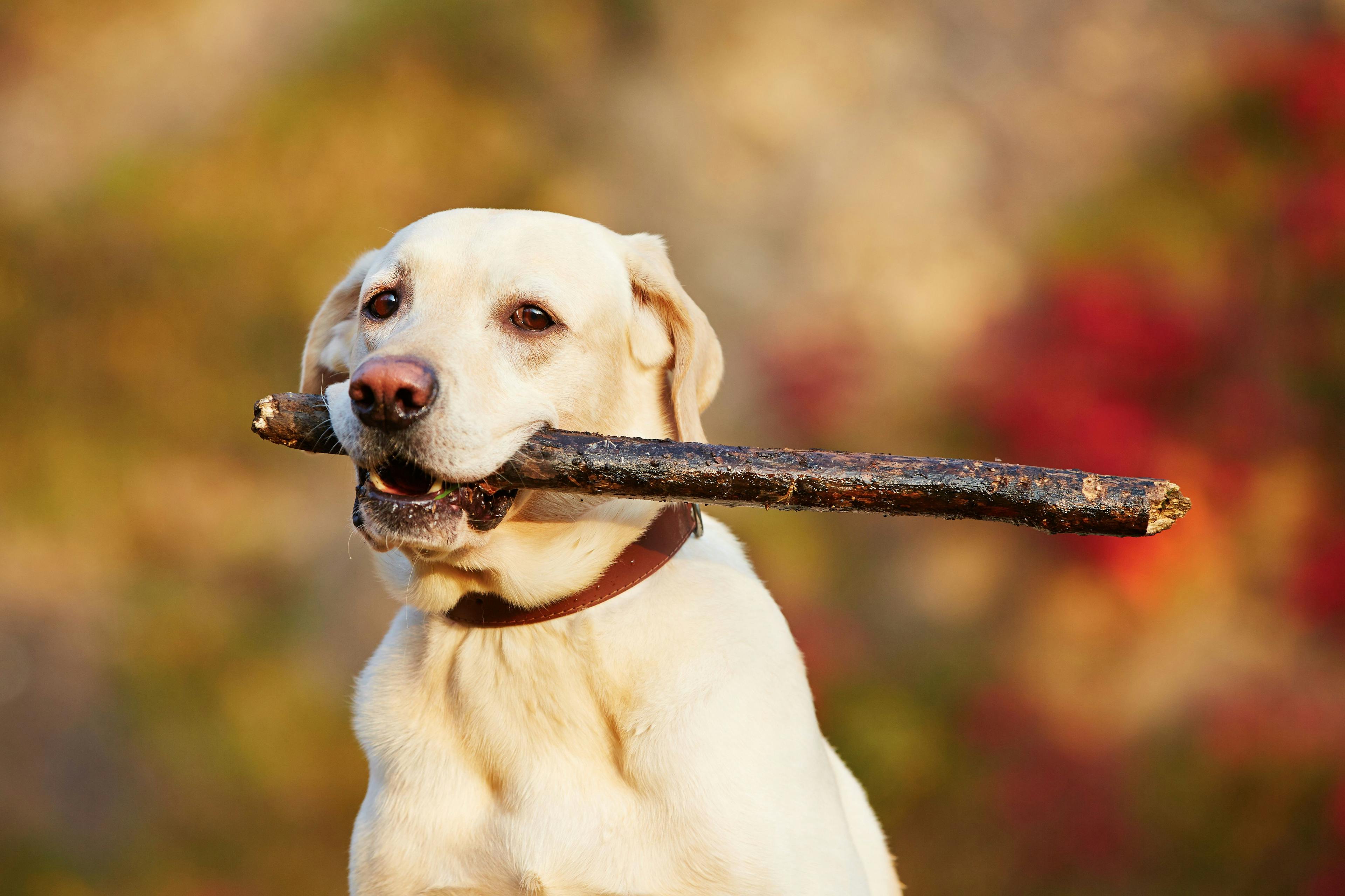 BluePearl warns dog owners not to use sticks when playing fetch