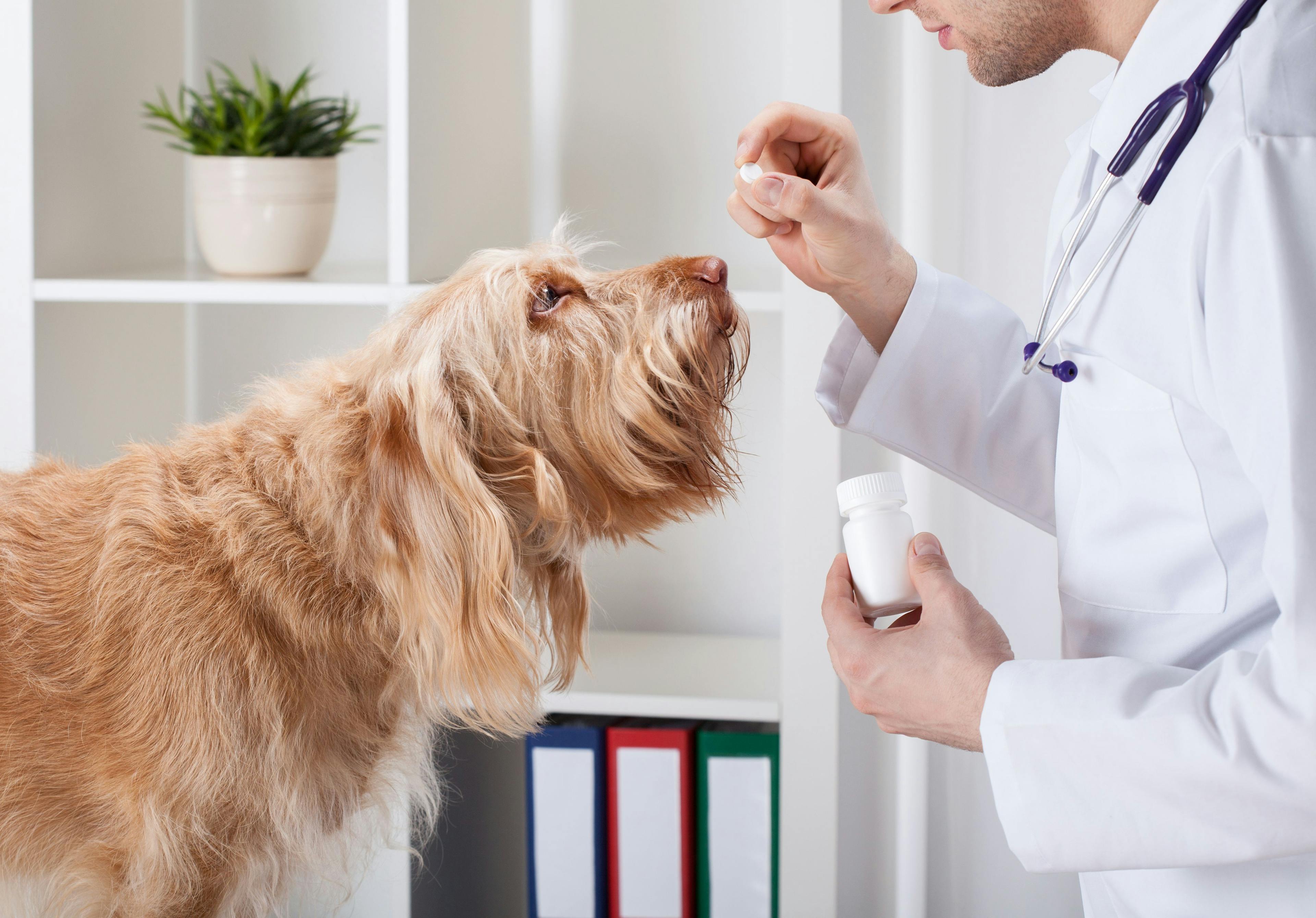 Veterinary medicine misuse