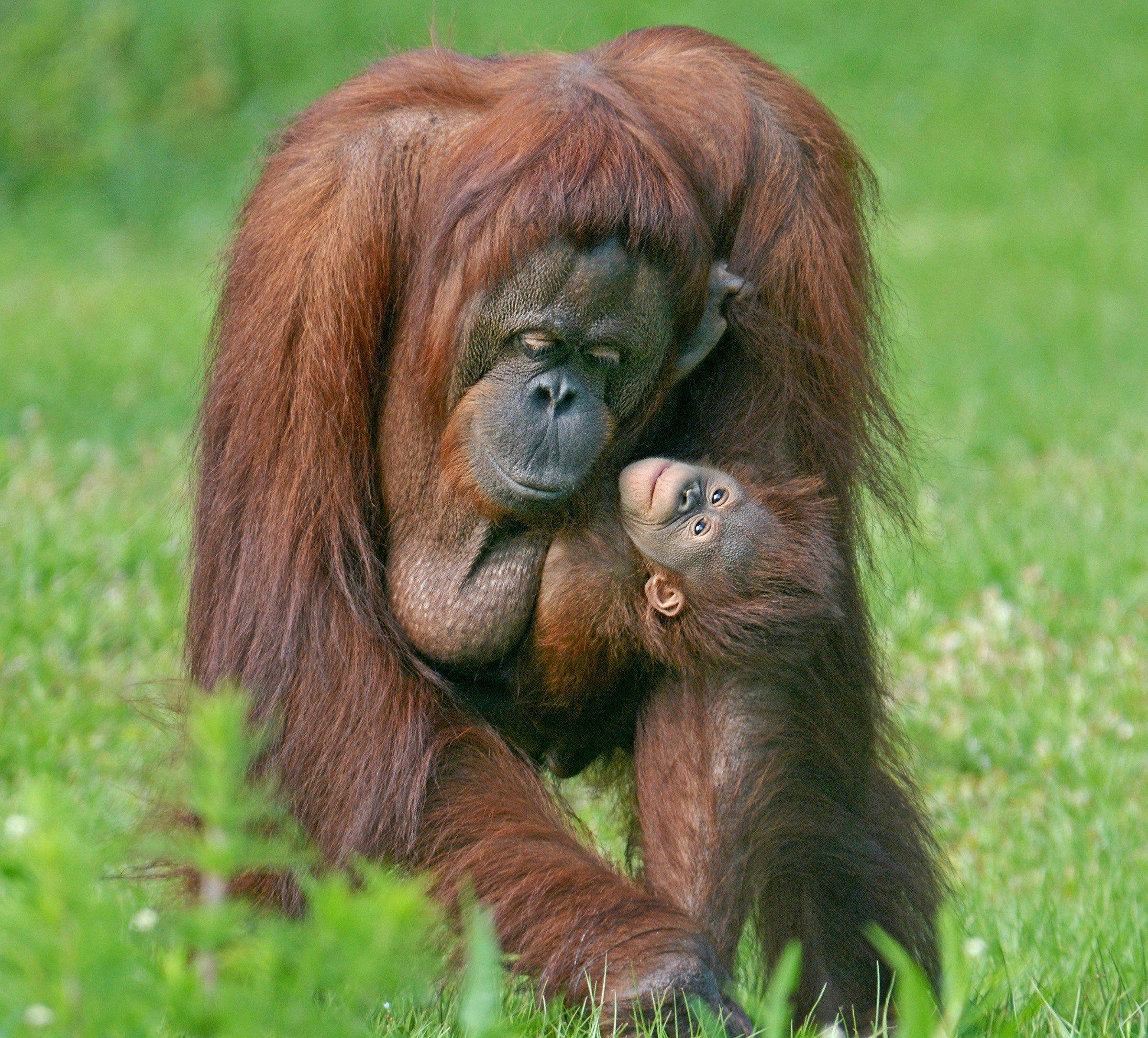 New baby orangutan calls Gulf Breeze Zoo home