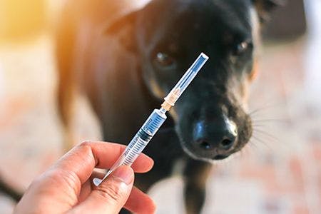 veterinary-bottle-and-syringe-dog-blurred-background-AdobeStock_219614201-body.jpg