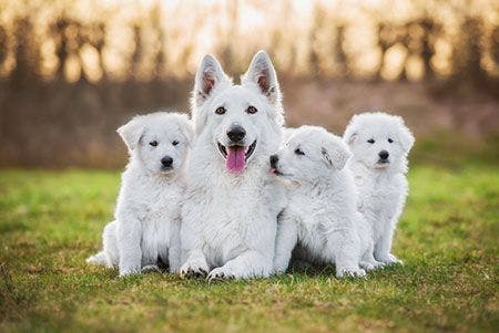 veterinary-white-dog-puppies-parenting-AdobeStock_116049049-450.jpg