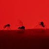 veterinary-red-mosquito-AdobeStock_122095500-100x100-disease.jpeg