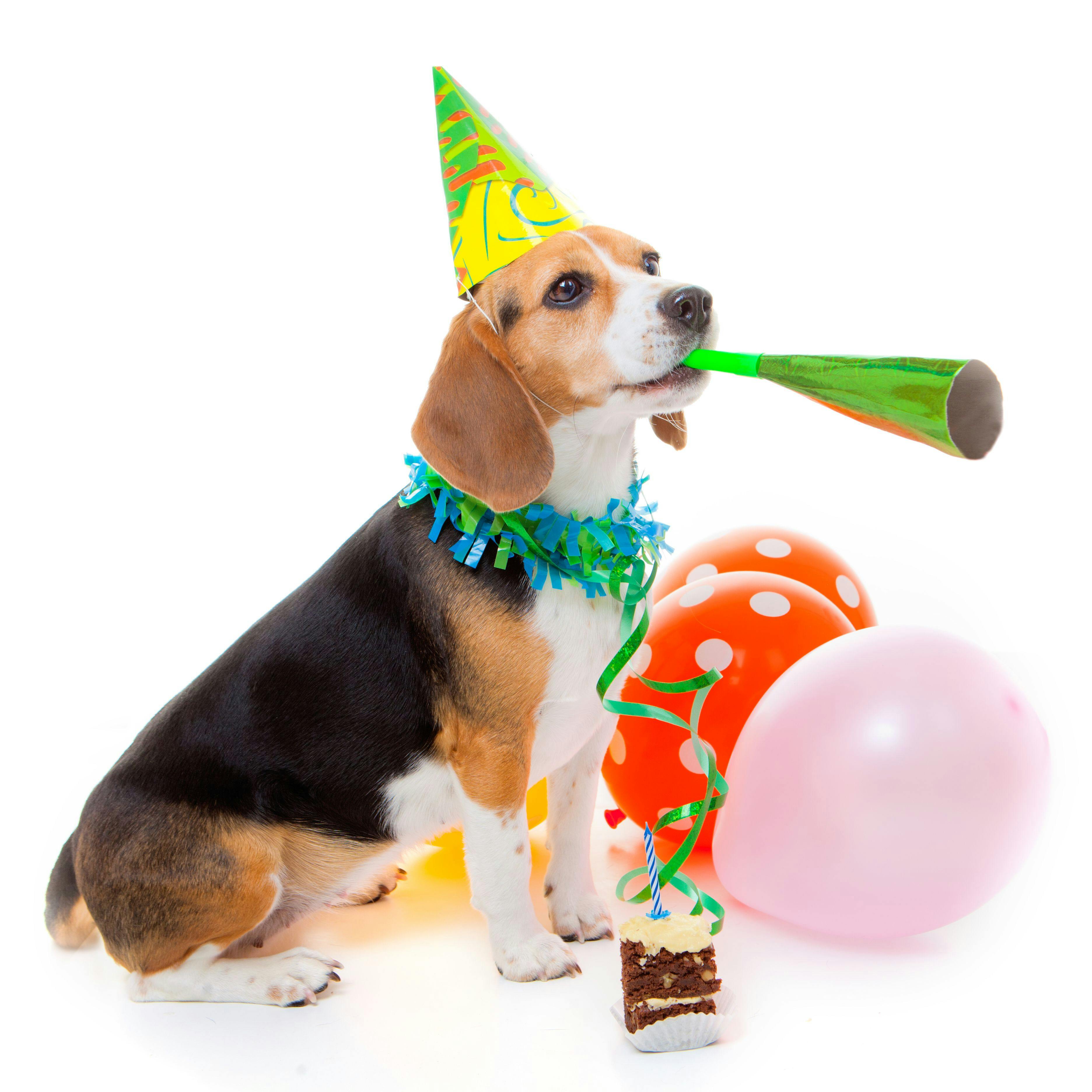 dog and party