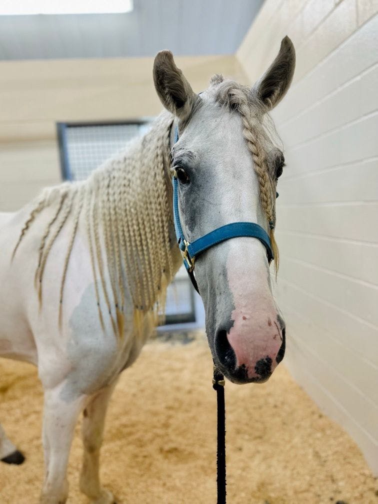 Koche, a 7-year-old American Paint Horse was brought to Texas A&M College of Veterinary Medicine and Biomedical Sciences Large Animal Hospital after his owners noticed he was in pain (Image courtesy of Texas A&M College of Veterinary Medicine and Biomedical Sciences)