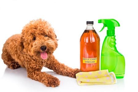 veterinary-photo-apple-cider-vinegar-effective-as-natural-flea-repellent-for-pets-450px-315874586.jpg