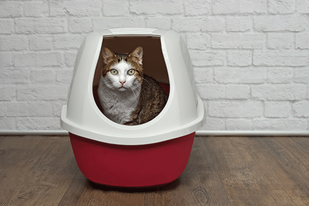 veterinary-cat-litter-box-216124742-450.gif