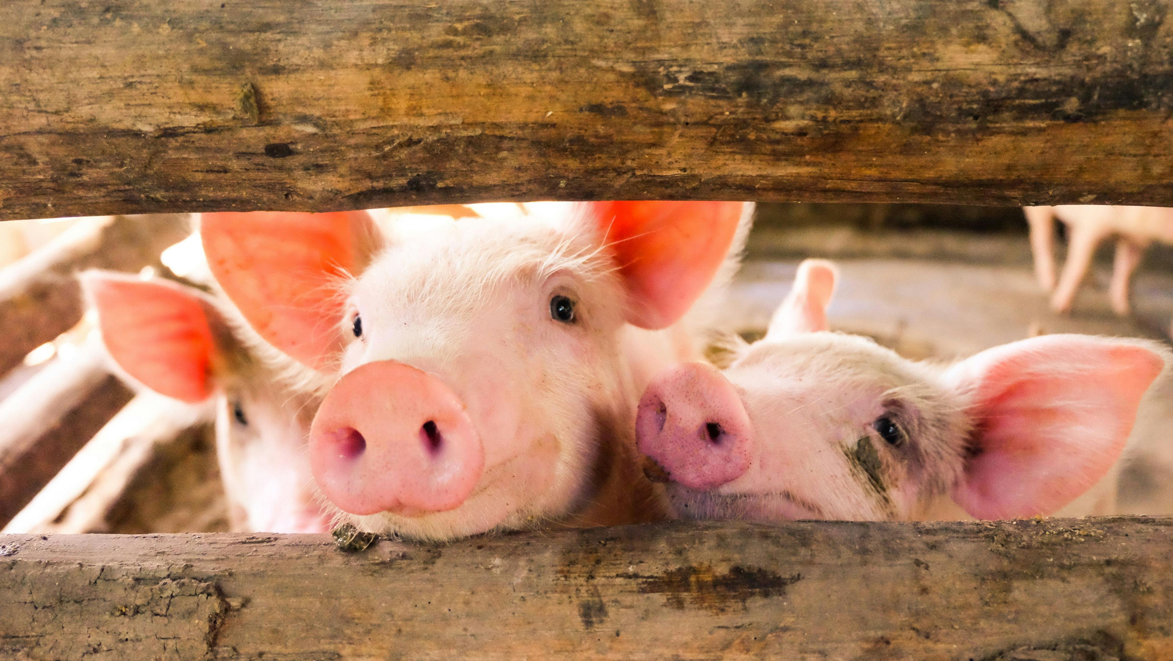 Researchers develop rapid detection tool for swine disease 