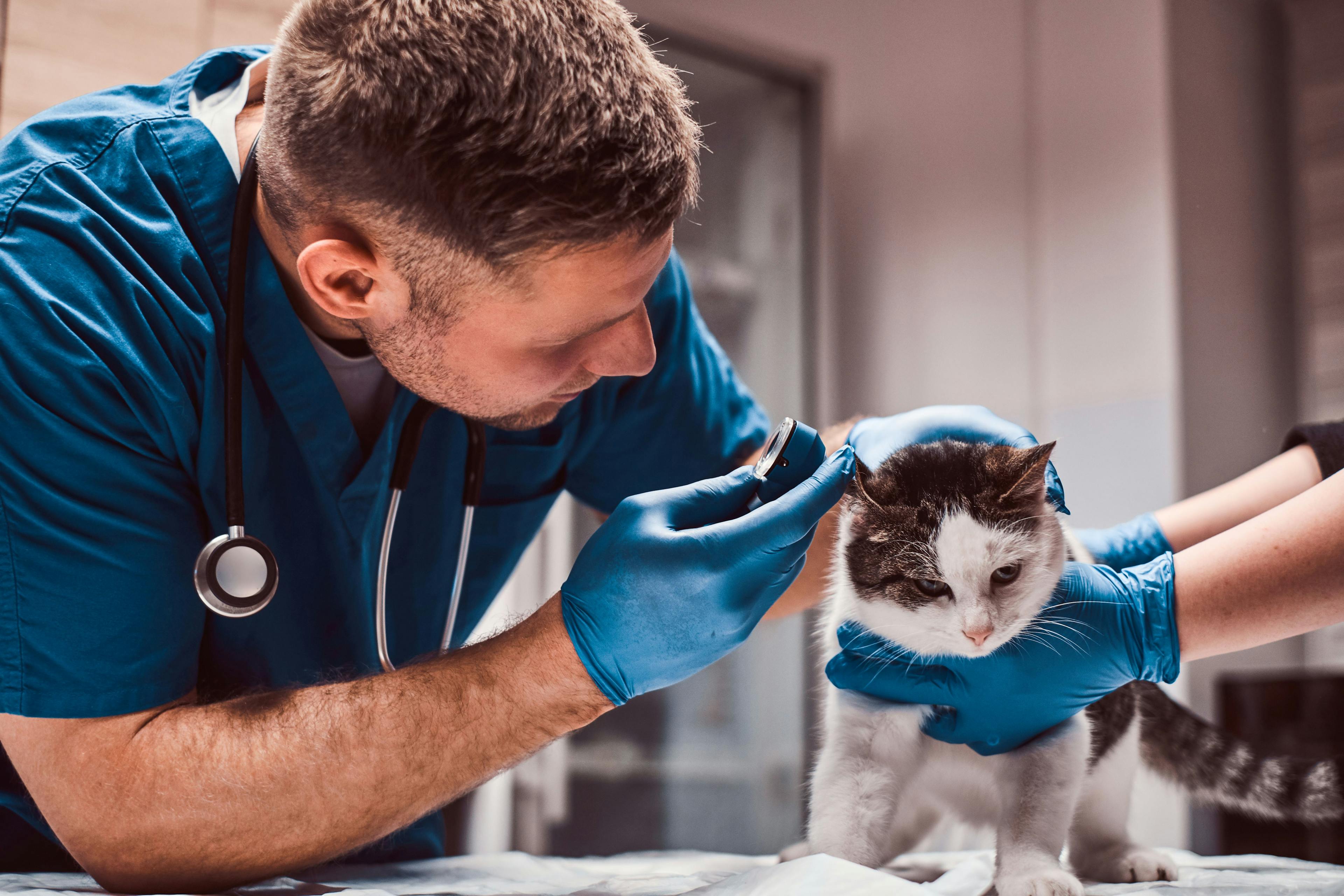 Pros and cons of being a relief veterinarian