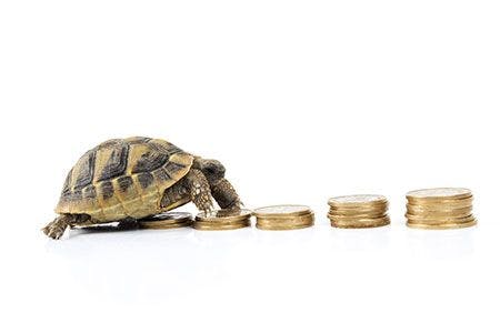 veterinary-turtle-money-coins-walking-AdobeStock_73696456-450.jpg