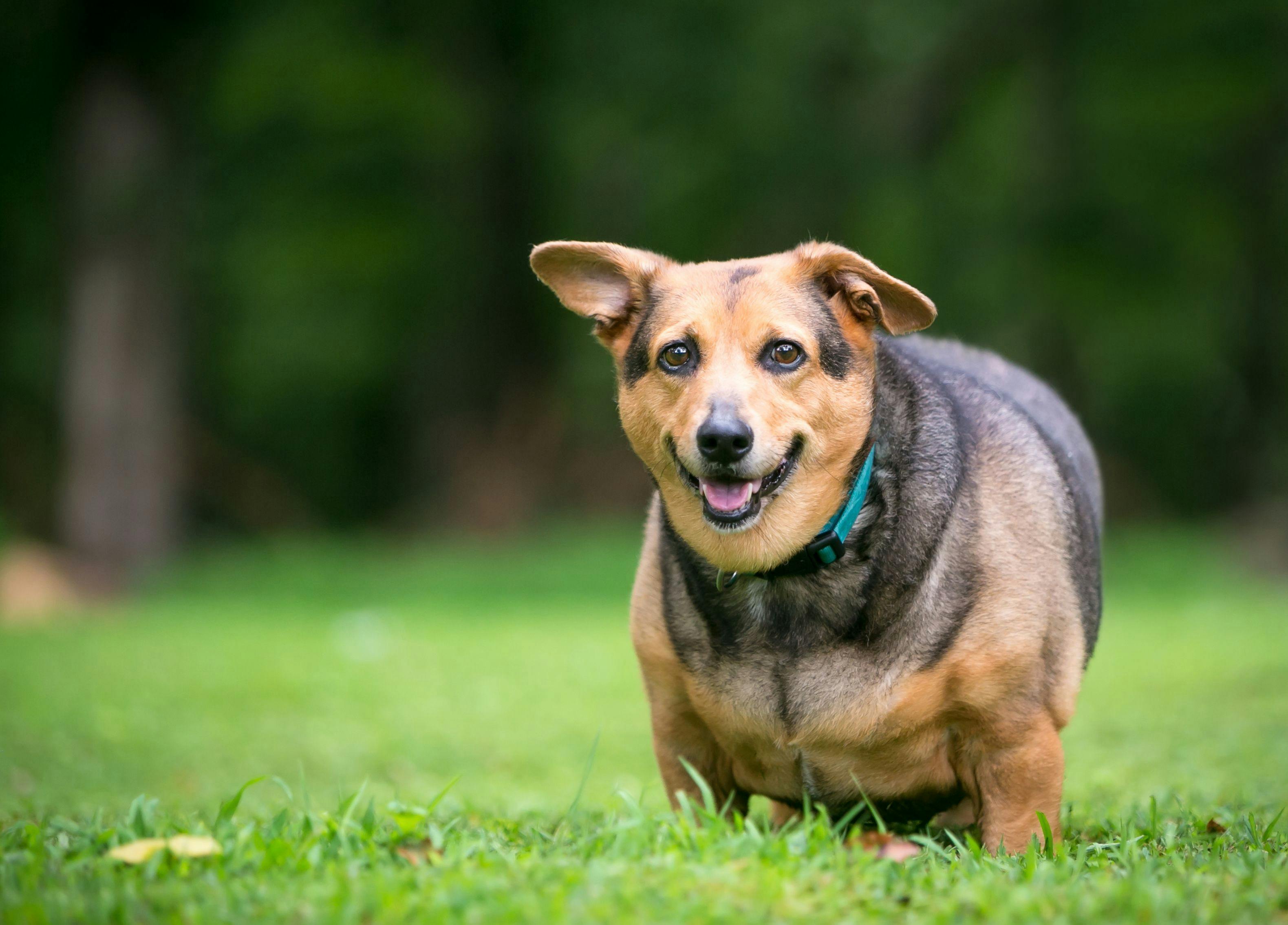 Short lifespans for pets can compel clients to act on obesity, researchers discover 