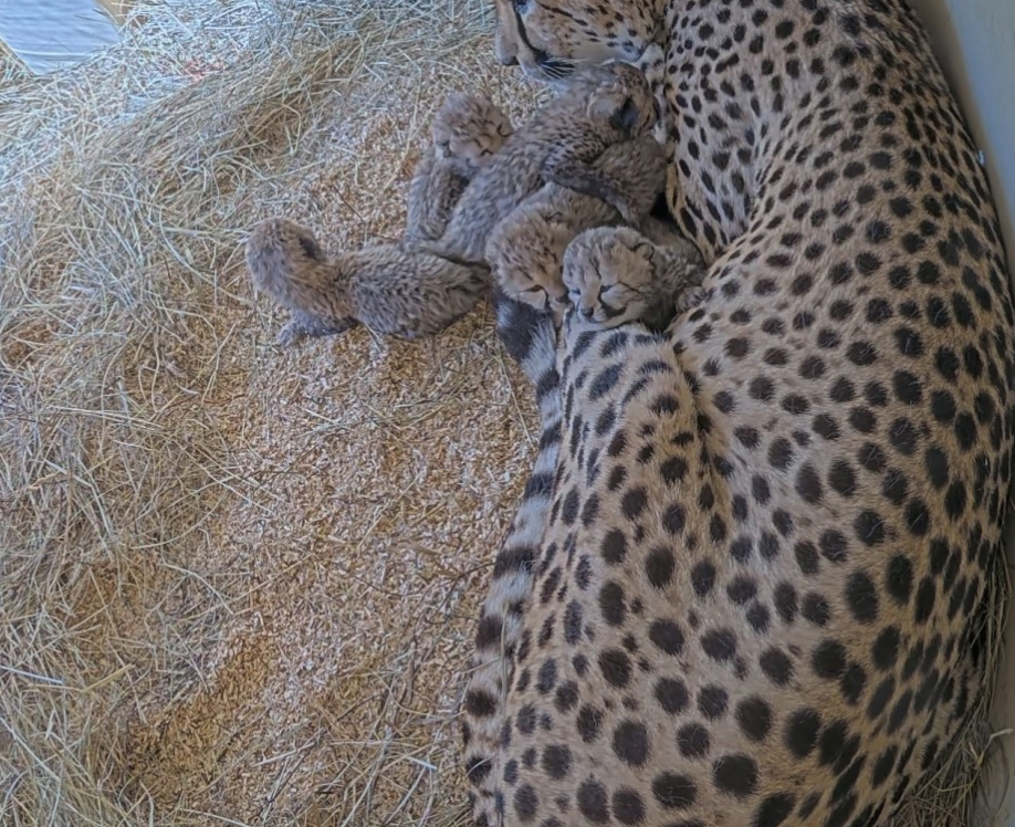 Echo and her newborns (Photo courtesy of Smithsonian’s National Zoo and Conservation Biology Institute).