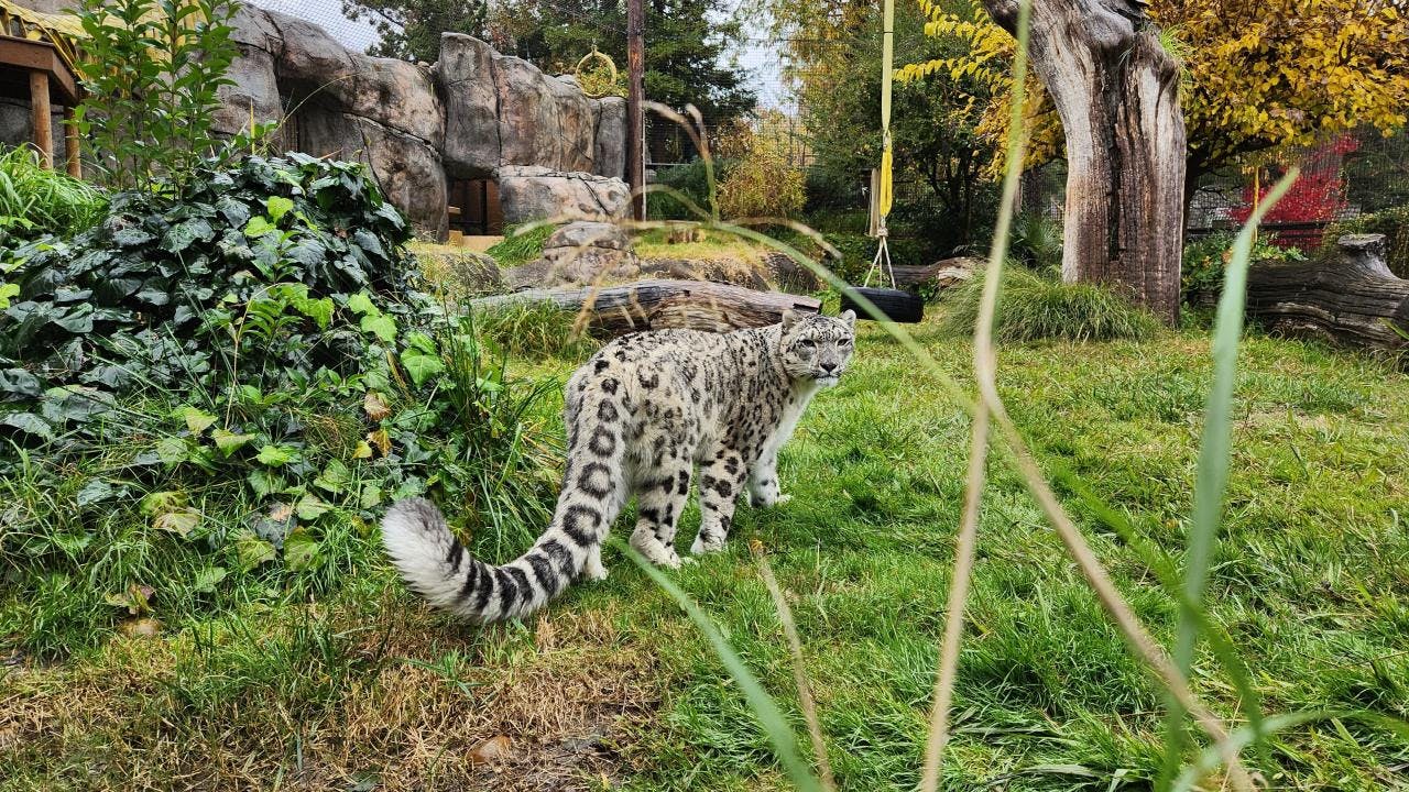 Trini the snow leopard. (Photo credit: Micke Grove Zoo)