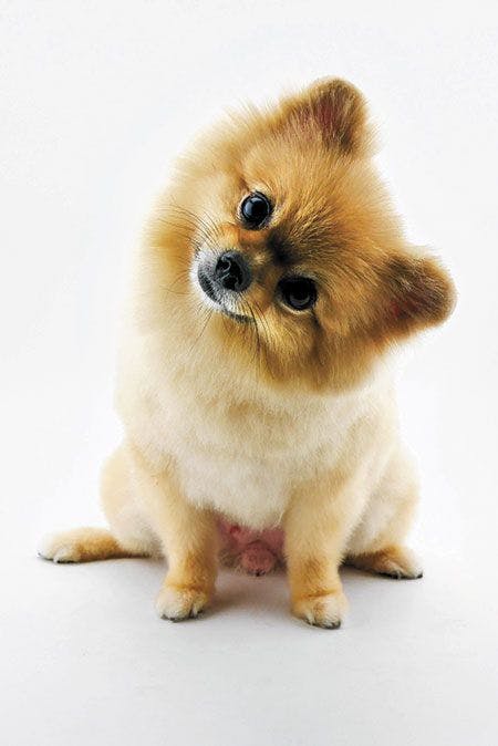 veterinary-cute-pomeranian-dog-confuse-450px-shutterstock-735405172.jpg