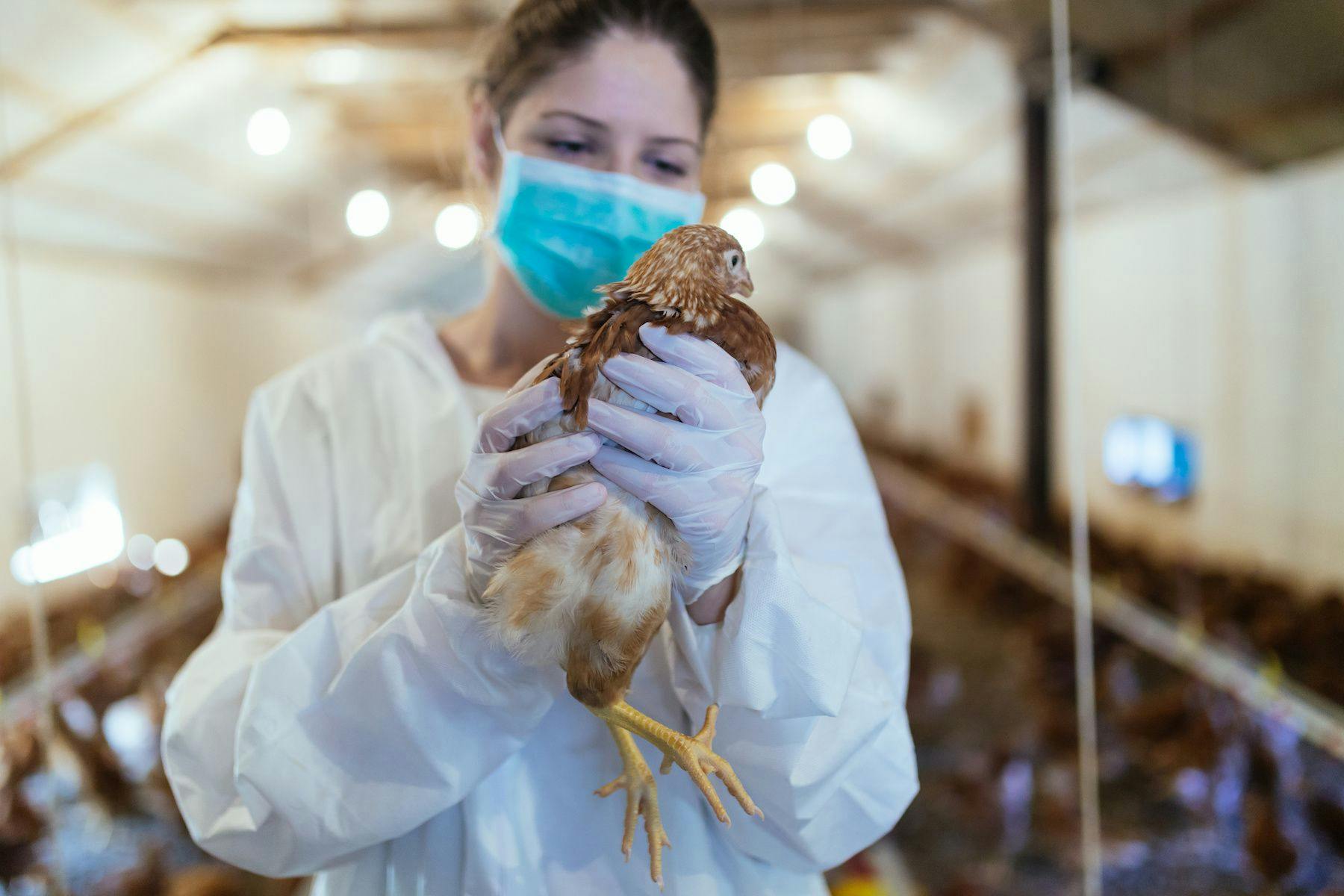 Avian flu transmission to humans