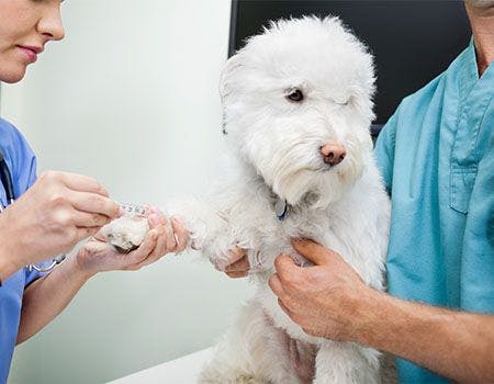 veterinary-vet-tech-with-dog-47384186-450pix_-1.jpg