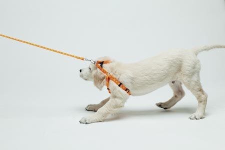 veterinary-dog-pull-on-the-leash-450px-shutterstock-213401737.jpg