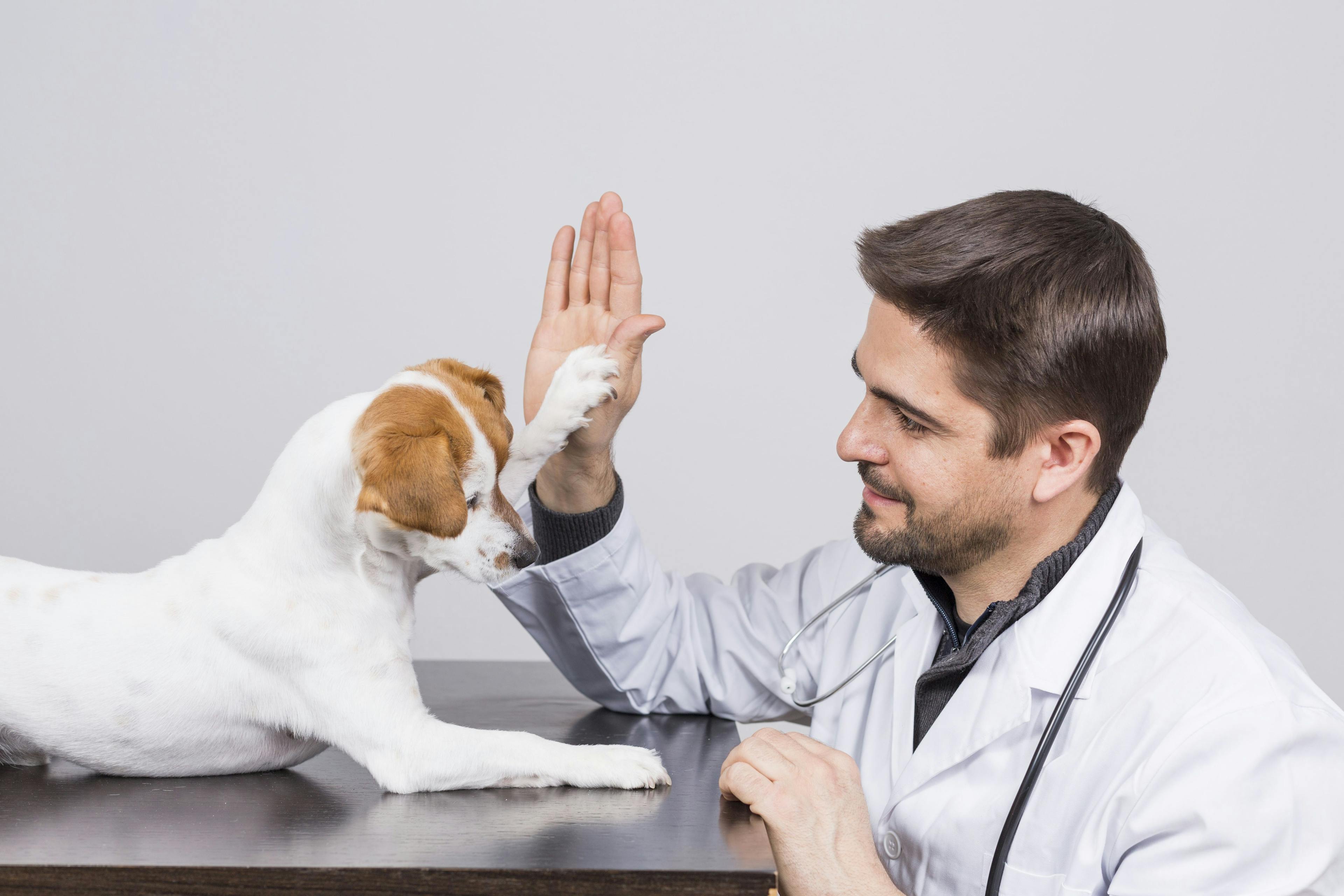 dog high fives veterinarian