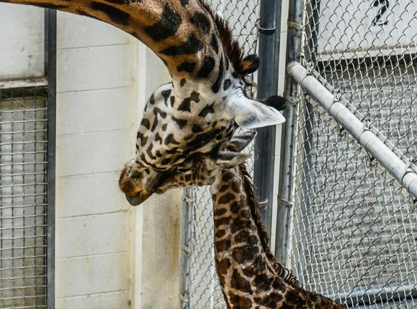 Virginia Zoo welcomes baby Masai giraffe