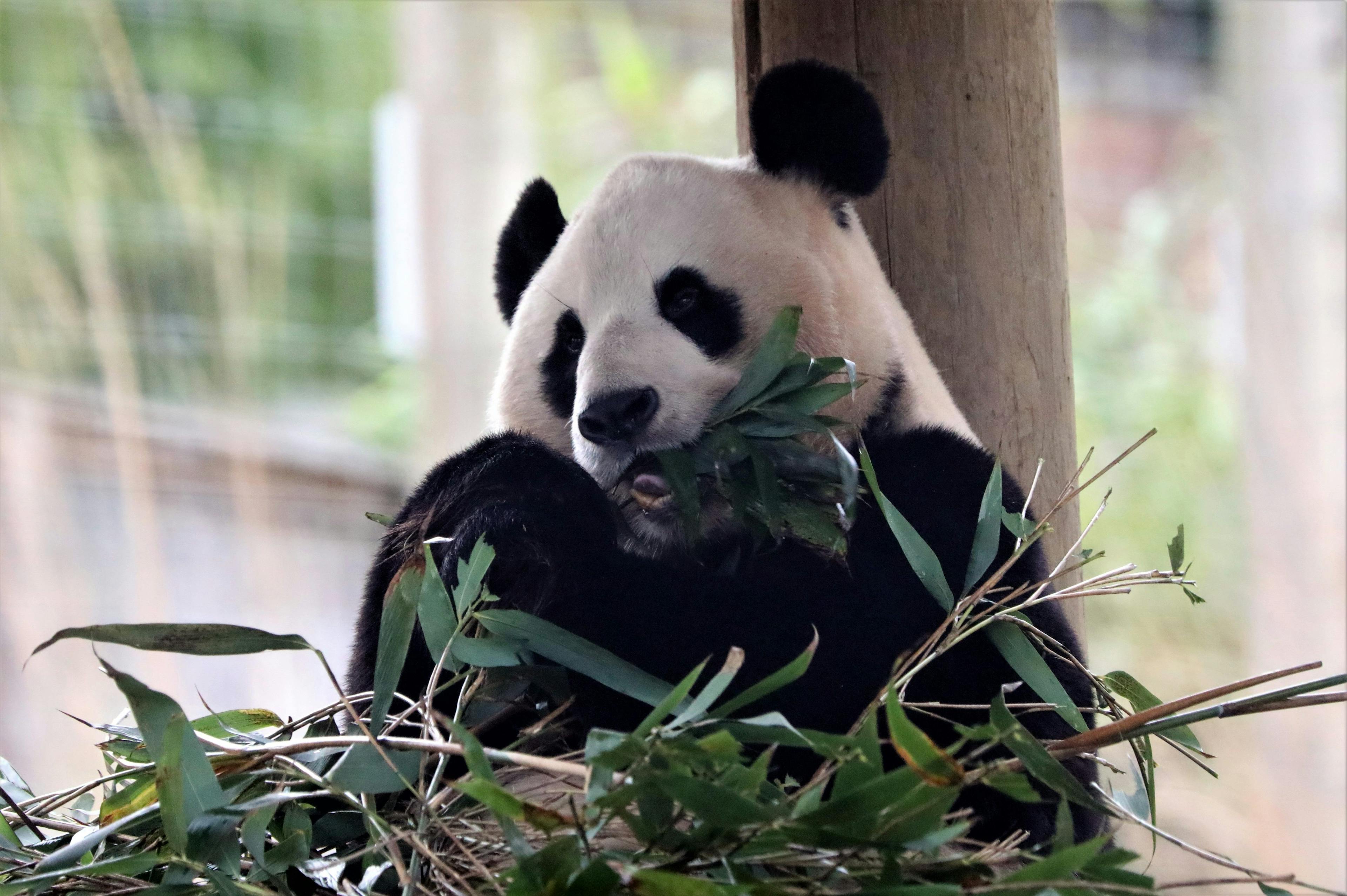 Edinburgh Zoo giant pandas heading back to China 