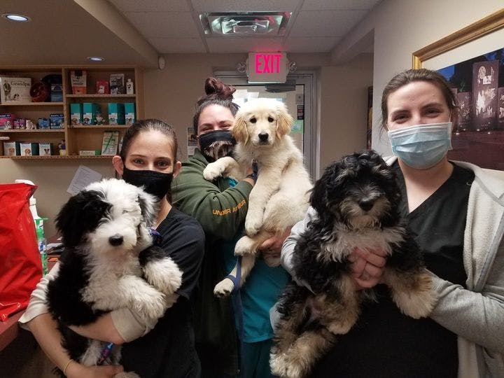 Pandemic puppies and adapting practice operations