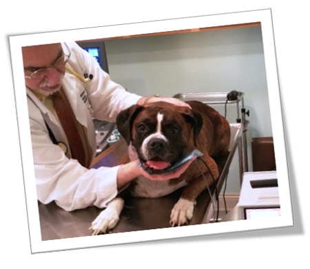 veterinary-midmark-Thermofield-dog-450.png