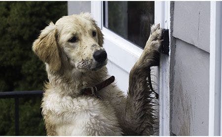 main-veterinary-puppy-ringing-the-bell-to-come-in-when-all-muddy-shutterstock-16765579.jpg