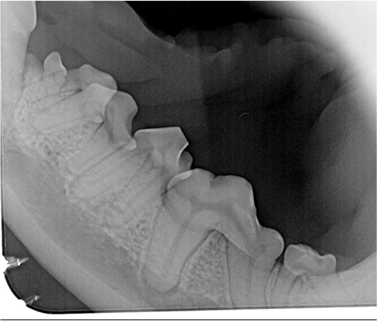 Figure 8: Radiograph of a French bulldog with an unerupted tooth and crowded teeth
