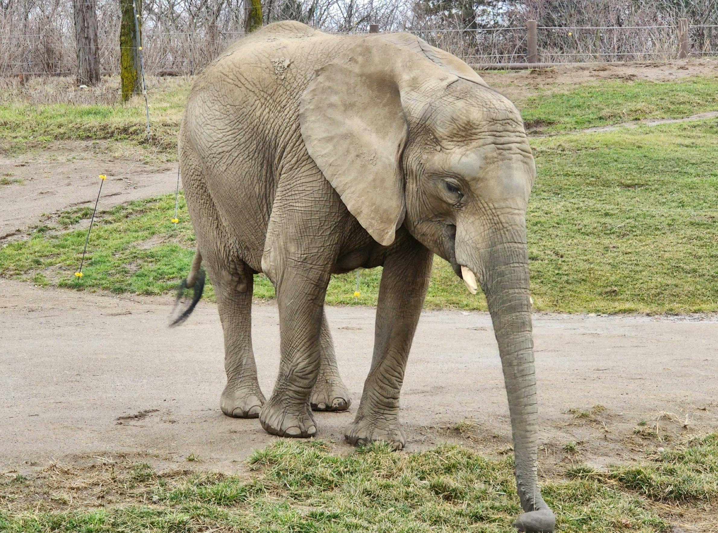 Zahara the African elephant and soon-to-be mother (Photo courtesy of Indianapolis Zoo). 