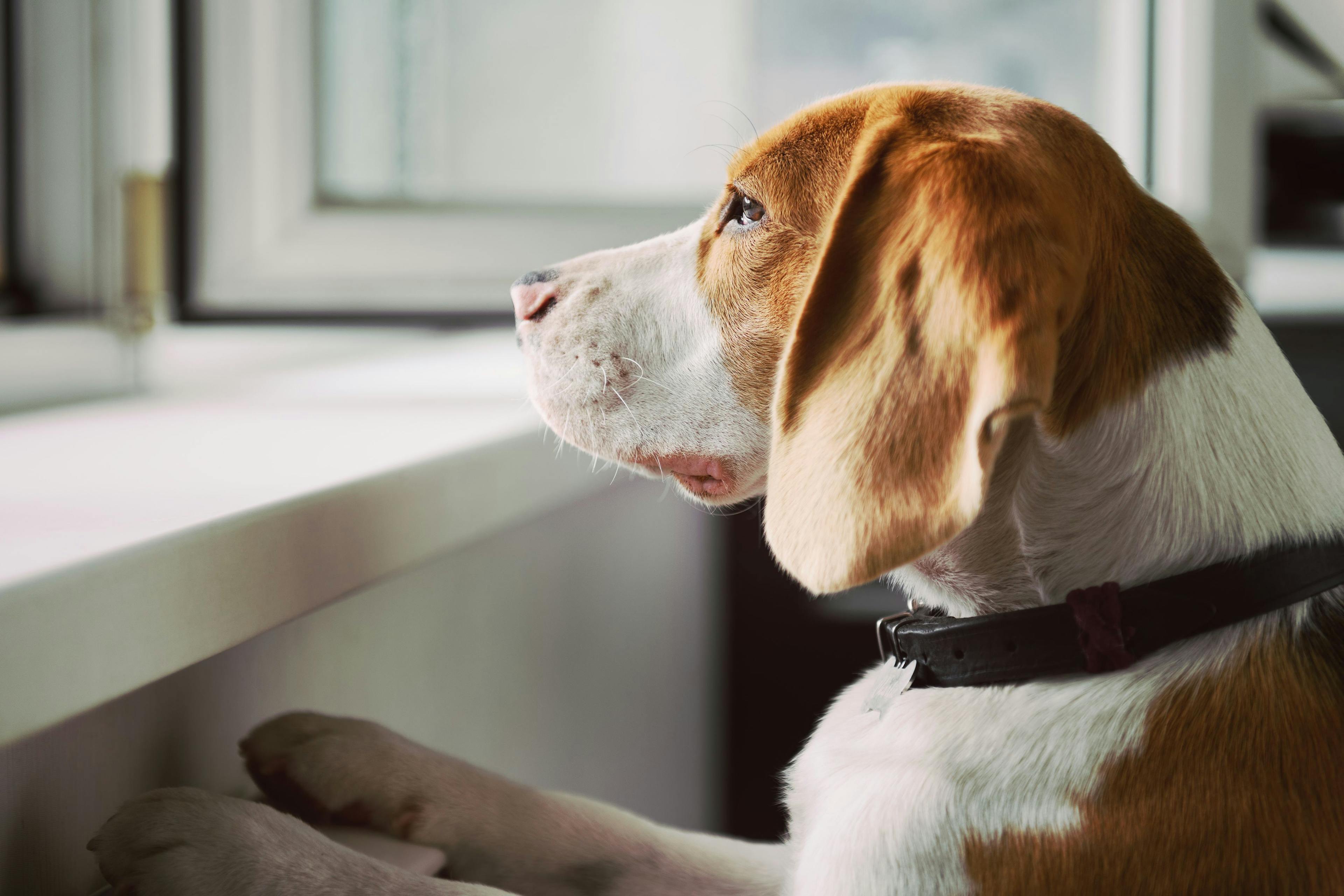 distressed dog looking out window for owner's return