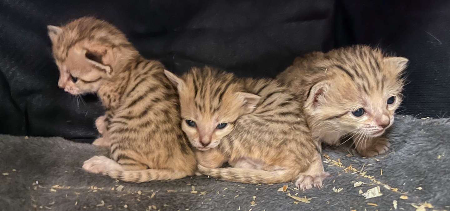 The sand cat triplets (Photo courtesy of North Carolina Zoo).