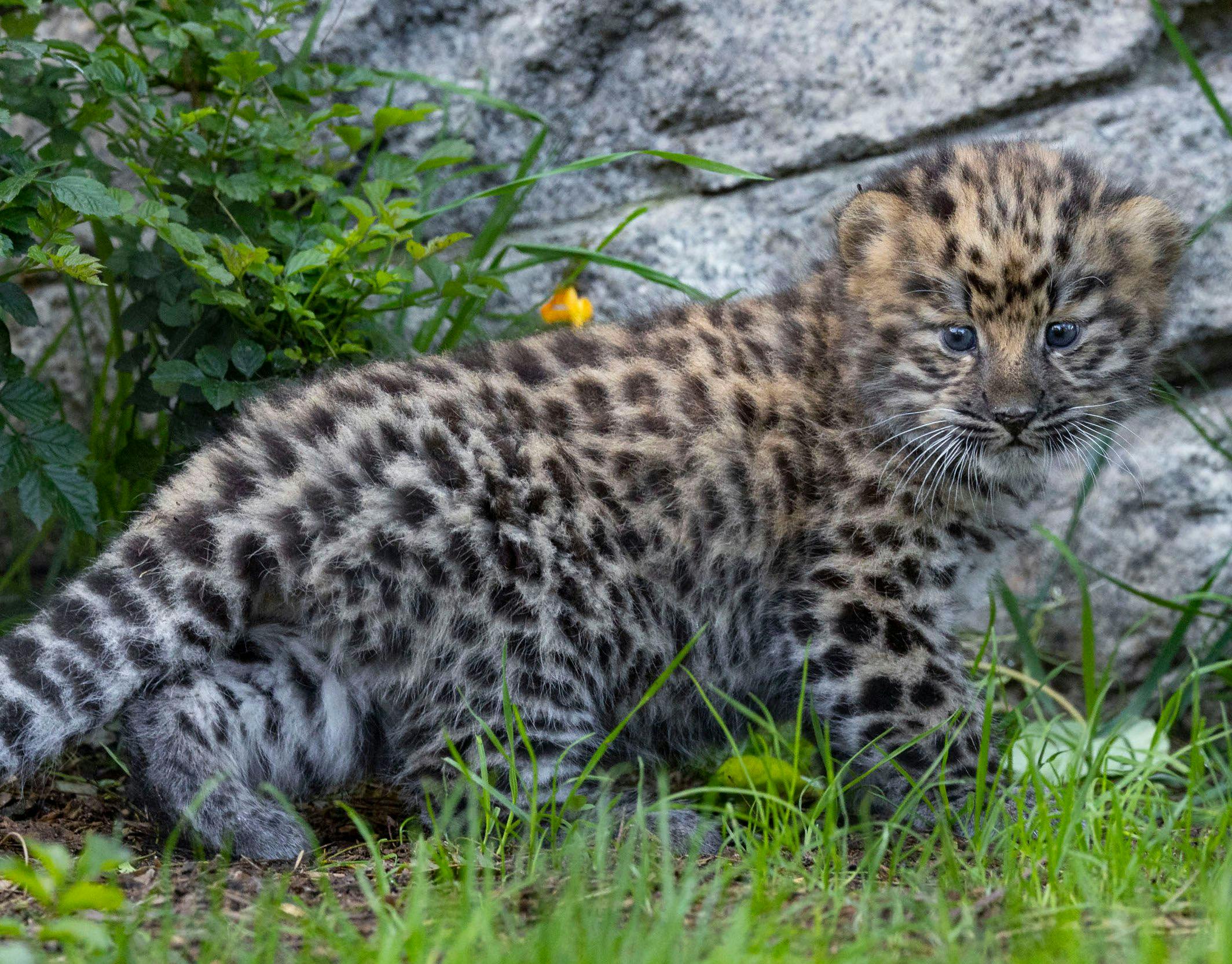 A glimpse at one of the Amur leopard cubs (Photo courtesy of San Diego Zoo Wildlife Alliance). 
