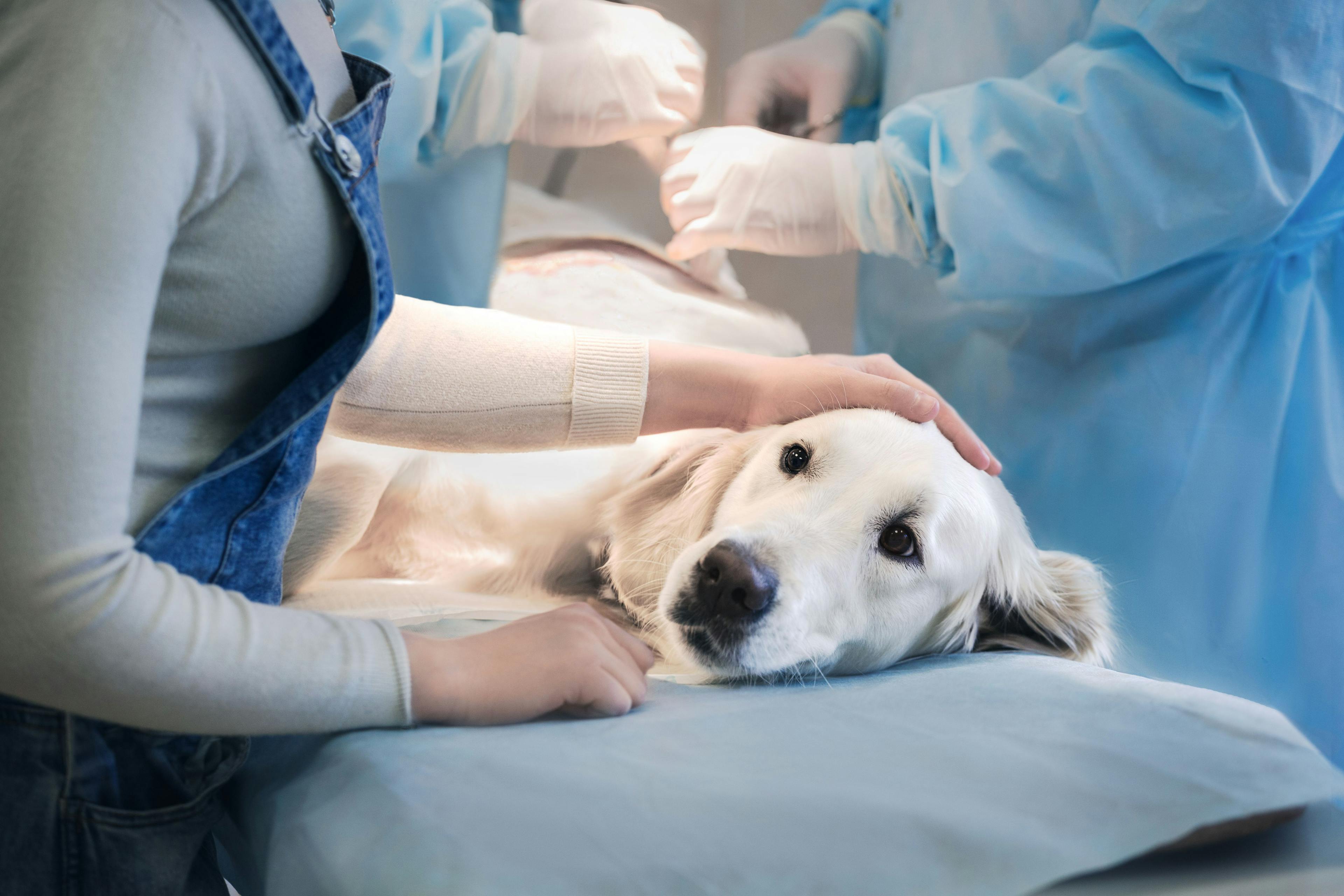 dog and cat checkup at veterinarian 